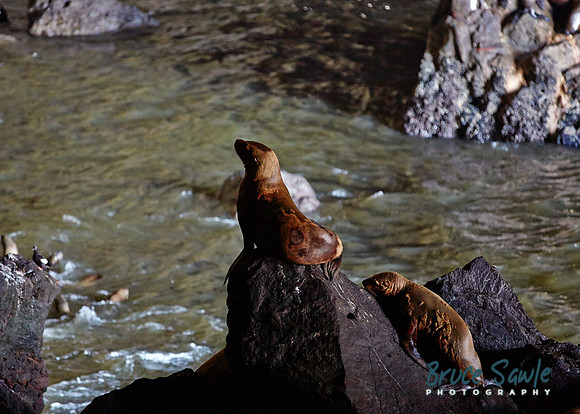 Oregon_119