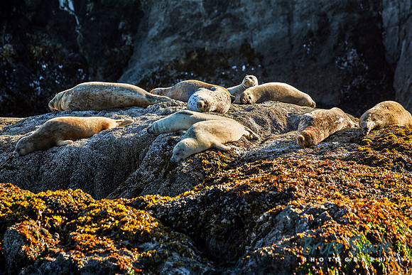 Oregon_014