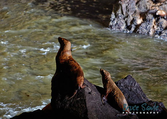 Oregon_116