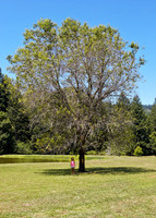 Oregon_002
