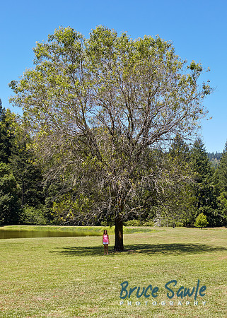 Oregon_002