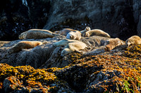 Oregon_013