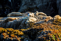 Oregon_014