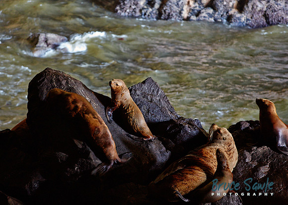 Oregon_113