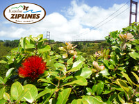 Bridge_Flower_1