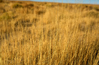 _DSC3490